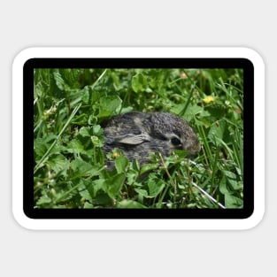 Baby Bunny Sticker